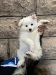 Female Japanese Spitz Puppy (1-3 Months) - 5