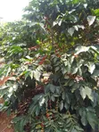 Nyeri, Mathira - 3 Acres Coffee Farm - 1