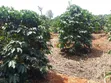 Nyeri, Mathira - 3 Acres Coffee Farm - 2