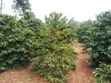 Nyeri, Mathira - 3 Acres Coffee Farm - 3