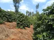 Nyeri, Mathira - 3 Acres Coffee Farm - 4