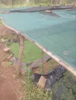 Azolla Starter Kit - 2