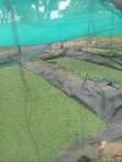 Azolla Starter Kit - 3