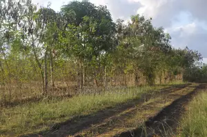 4 Acres Fertile Land for Sale in Vinuni, Tiwi, Kwale County
