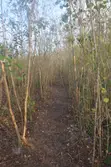 4 Acres Fertile Land for Sale in Vinuni, Tiwi, Kwale County - 5