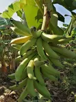 Plantain Fruits - 1