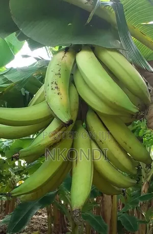 Plantain Fruits
