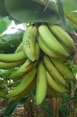 Plantain Fruits - 2