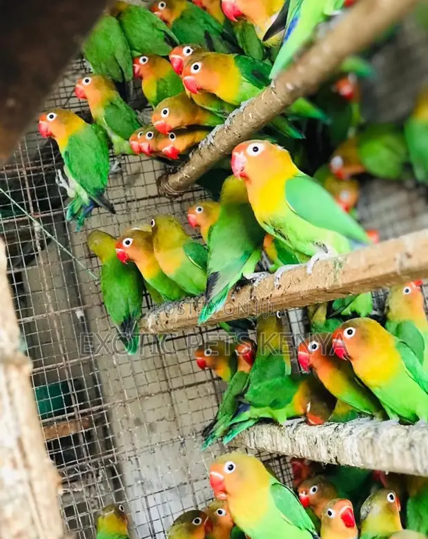 Lovebirds Available - 1
