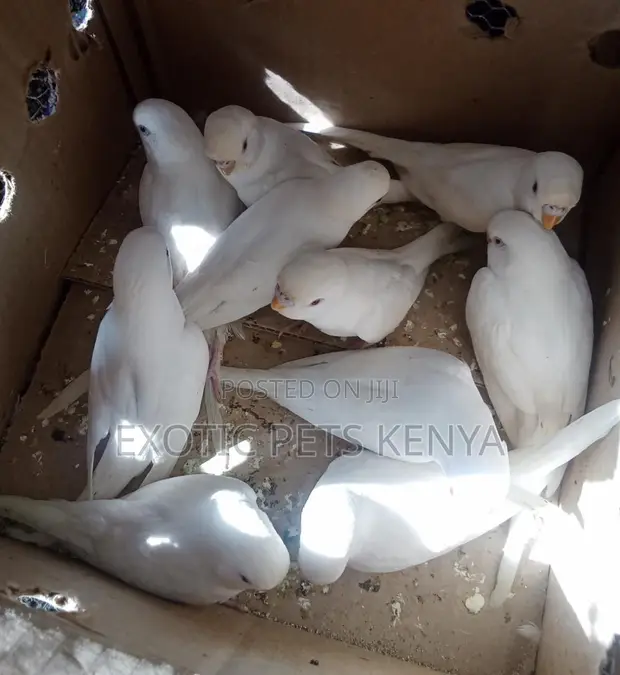 Parakeets for Sale - 1