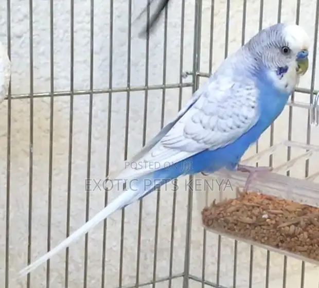 Mature Budgies - Mixed Colours - 1