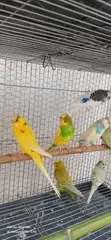 Mature Budgies - Mixed Colours - 2