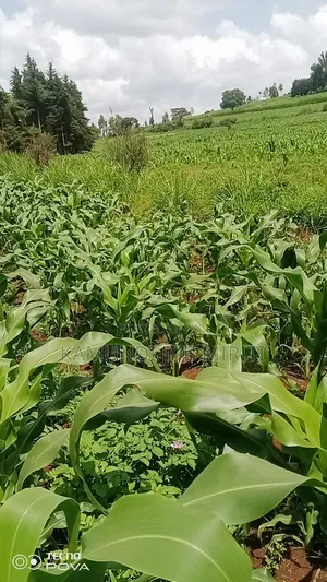 1/4 Acre Land for Sale in Kutus, Kirinyaga