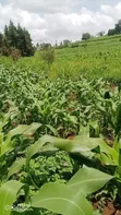 1/4 Acre Land for Sale in Kutus, Kirinyaga - 1