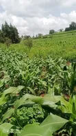 1/4 Acre Land for Sale in Kutus, Kirinyaga - 2