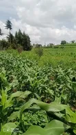 1/4 Acre Land for Sale in Kutus, Kirinyaga - 3