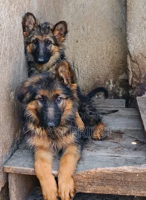 Female Purebred German Shepherd Puppy (1-3 Months)