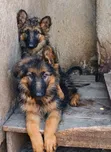 Female Purebred German Shepherd Puppy (1-3 Months) - 1