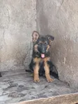 Female Purebred German Shepherd Puppy (1-3 Months) - 2