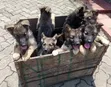 Female Purebred German Shepherd Puppy (1-3 Months) - 1