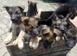 Female Purebred German Shepherd Puppy (1-3 Months) - 2