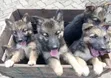 Female Purebred German Shepherd Puppy (1-3 Months) - 3