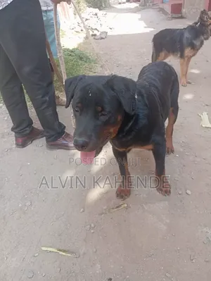 Purebred Rottweiler Puppy, 6 Months Old