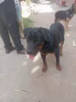 Purebred Rottweiler Puppy, 6 Months Old - 1