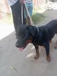 Purebred Rottweiler Puppy, 6 Months Old - 2