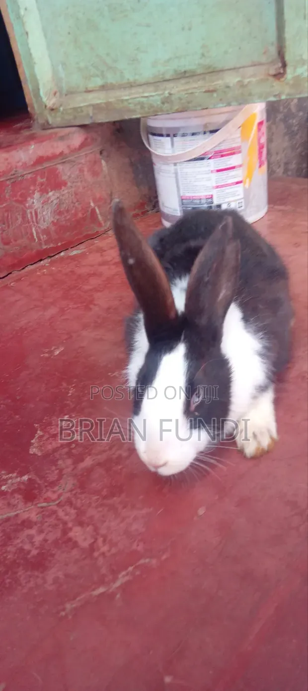 Dutch Rabbit - 1