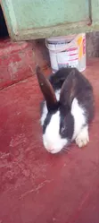 Dutch Rabbit - 1