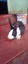 Dutch Rabbit - 2