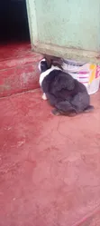 Dutch Rabbit - 3