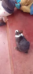 Dutch Rabbit - 4
