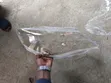 Subaru Impreza N14 Headlight Lamp Lens Replacement - 1