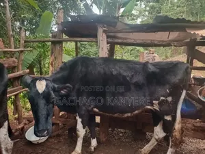 Healthy Friesian Dairy Cow - 7 Litres Daily