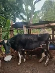 Healthy Friesian Dairy Cow - 7 Litres Daily - 2
