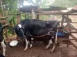 Healthy Friesian Dairy Cow - 7 Litres Daily - 3