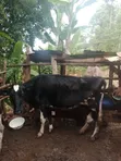 Healthy Friesian Dairy Cow - 7 Litres Daily - 4