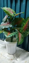 Restocked! Artificial Home Decor Plants Available - 2