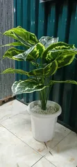 Restocked! Artificial Home Decor Plants Available - 3