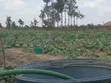 1.25 Acres Land for Sale in Kajiado Near Rockfield High School - 3