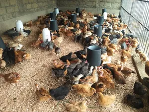 Sasso F1 Chicks - 3 Months Old