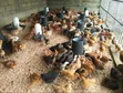 Sasso F1 Chicks - 3 Months Old - 1