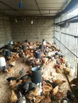 Sasso F1 Chicks - 3 Months Old - 2
