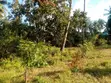 One Acre Vacant Plot for Sale in Gede - 3