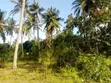One Acre Vacant Plot for Sale in Gede - 4