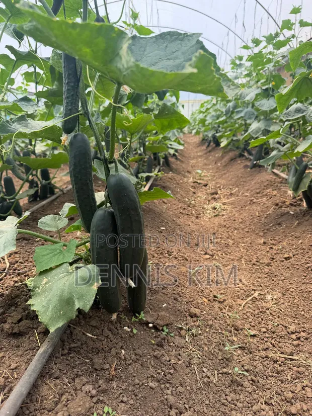Cucumber and Avocados - 1