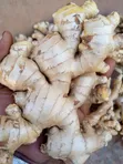 Ugandan Ginger - 2