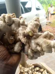Ugandan Ginger - 4